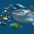 Giant Mola Mola and Colorful Small Fish Swimming in Underwater Ocean Scene with Various Aquatic Species