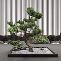 New Chinese style pine tree welcome pine and cypress rockery ornaments combination 3d model