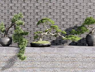 New Chinese Bonsai Pine Bonsai 3d model