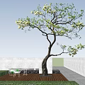 Tall Arbor With White Flowers And Green Leaves Against Blue Sky And White Clouds