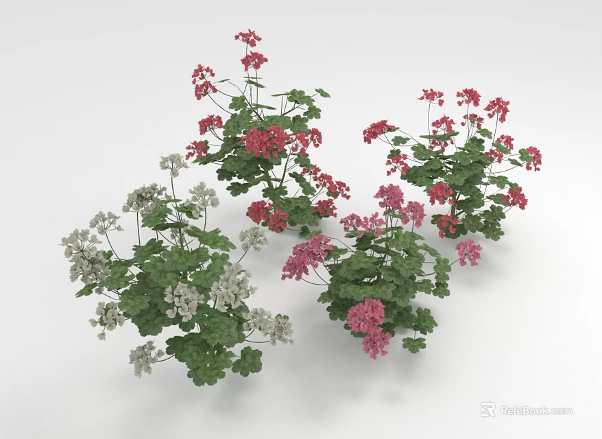 Colorful Geranium Plants With Red Pink White Flowers And Green Leaves 3d model 