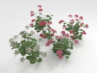 Colorful Geranium Plants With Red Pink White Flowers And Green Leaves 3d model