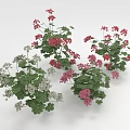 Colorful Geranium Plants With Red Pink White Flowers And Green Leaves