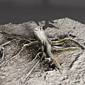 Exposed Tree Root System Growing On Rocky Ground With Thick Branches 3d model