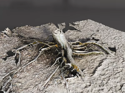 Exposed Tree Root System Growing On Rocky Ground With Thick Branches 3d model Exposed Tree Root System Growing On Rocky Ground With Thick Branches 3d model