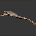 Brown Frog With Orange Limbs And Large Eyes On Dark Background