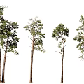 Various Pine Trees In Different Heights And Natural Appearance For Landscaping 3d model