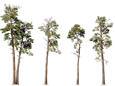 Various Pine Trees In Different Heights And Natural Appearance For Landscaping 3d model