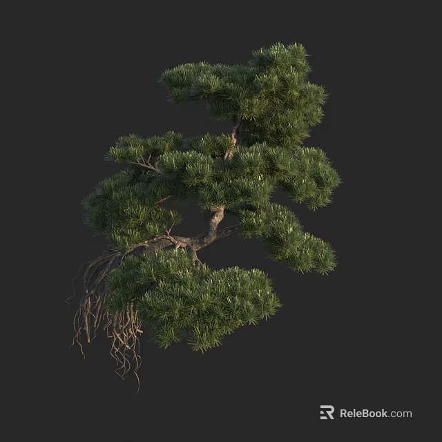 Green Pine Arbor Featuring Dense Foliage Twisted Trunk And Exposed Roots 3d model