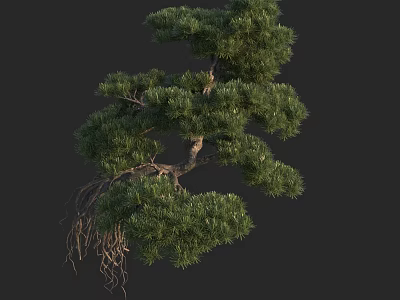 Green Pine Arbor Featuring Dense Foliage Twisted Trunk And Exposed Roots 3d model
