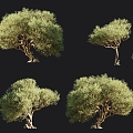 Modern tree olive trees rhinoceros tree 3d model