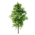Tall Arbor With Lush Green Leaves And Dense Canopy In Natural Setting