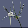 Beautiful White Flower With Long Slender Petals And Green Stem On Blue Background