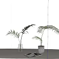 Bonsai Potted Plants in Clear Glass Vase and White Ceramic Pot on Table with Magazine