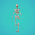 Human Skeleton Model Showing Detailed Limbs Structure on Turquoise Background for Education 3d model