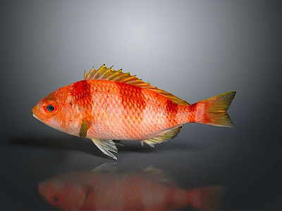 Vibrant Red Orange Striped Fish With Yellow Fins And Reflection On Gray Background 3d model