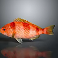 Vibrant Red Orange Striped Fish With Yellow Fins And Reflection On Gray Background