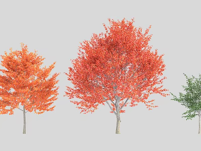 Three Vibrant Arbors With Orange Red Green Leaves In Landscape Design 3d model