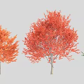 Three Vibrant Arbors With Orange Red Green Leaves In Landscape Design