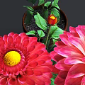 Vibrant Potted Plants With Red Dahlia Flowers Green Leaves And Brown Clay Pots