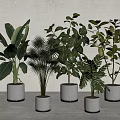 Various Leafy Indoor Potted Green Plants for Decor in White Ceramic Pots