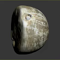 Shellfish With Beautiful Brown And White Patterned Shell On Black Background