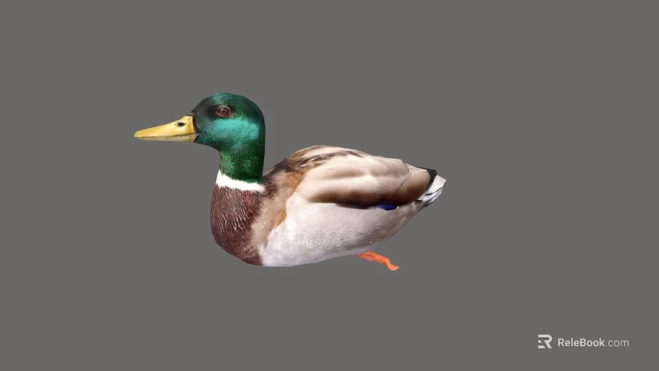 Green Headed Duck With Yellow Beak Brown White Plumage And Orange Feet Isolated On Gray 3d model 