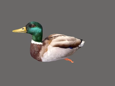Green Headed Duck With Yellow Beak Brown White Plumage And Orange Feet Isolated On Gray 3d model
