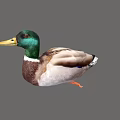 Green Headed Duck With Yellow Beak Brown White Plumage And Orange Feet Isolated On Gray