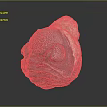 Gray Organ With Eyes And Hair Structure Featuring White Top And Textured Surface
