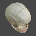 Detailed Human Skull 3D Render With Bone Color And Dark Background 3d model