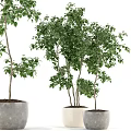 Lush Bonsai Plants With Green Foliage In Ceramic And Concrete Pots