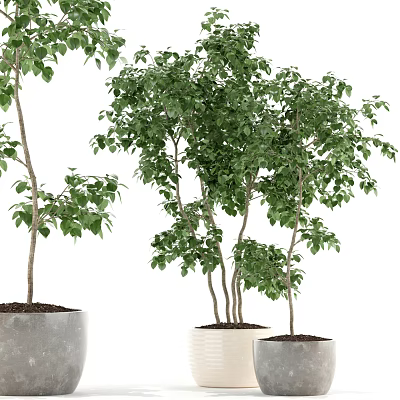 Lush Bonsai Plants With Green Foliage In Ceramic And Concrete Pots 3d model