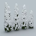 Snow Covered Arborvitae Trees In Winter With White Snowy Foliage