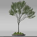 Ornamental Arbor Featuring Lush Green Foliage Slender Trunk and Small Plants at Circular Base