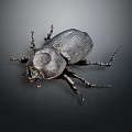 Black Beetle With Shiny Exoskeleton And Six Legs On Dark Background