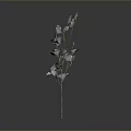 Ornamental Indoor Plants With Yellow And Gray Fan Shaped Leaves On Thin Stems