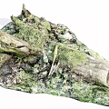 Natural Forest Ground With Moss Covered Stones And Wooden Logs