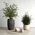 Bonsai Plants in Black Pot and White Planter on Woven Mat with Stones Grey Wall