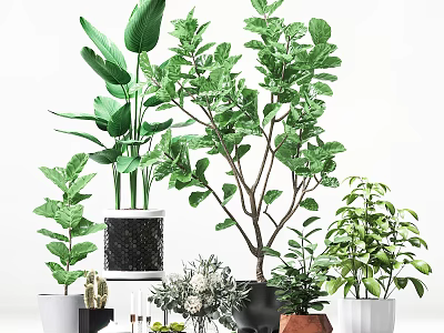 Various Potted Green Plants With Ceramic And Terracotta Pots For Indoor Decor 3d model