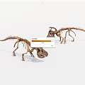 Two Realistic Dinosaur Skeleton Models Standing Erect On White Background 3d model