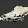 Anatomical Animal Skull Bone Structure With Teeth And Eye Sockets Details