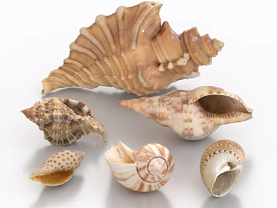 Natural Style Decorative Ornament Set With Various Conch Shells Different Shapes And Patterns 3d model