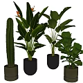Different Potted Plants With Cactus Green Leaf And Orange Flower In Stylish Pots Yellow Background