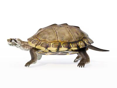 Detailed Reptile Turtle With Brown and Yellow Shell Crawling on White Background 3d model