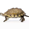 Detailed Reptile Turtle With Brown and Yellow Shell Crawling on White Background 3d model