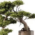 Artistic Bonsai Tree With Twisted Trunk And Lush Green Leaves In Metal Slatted Pot