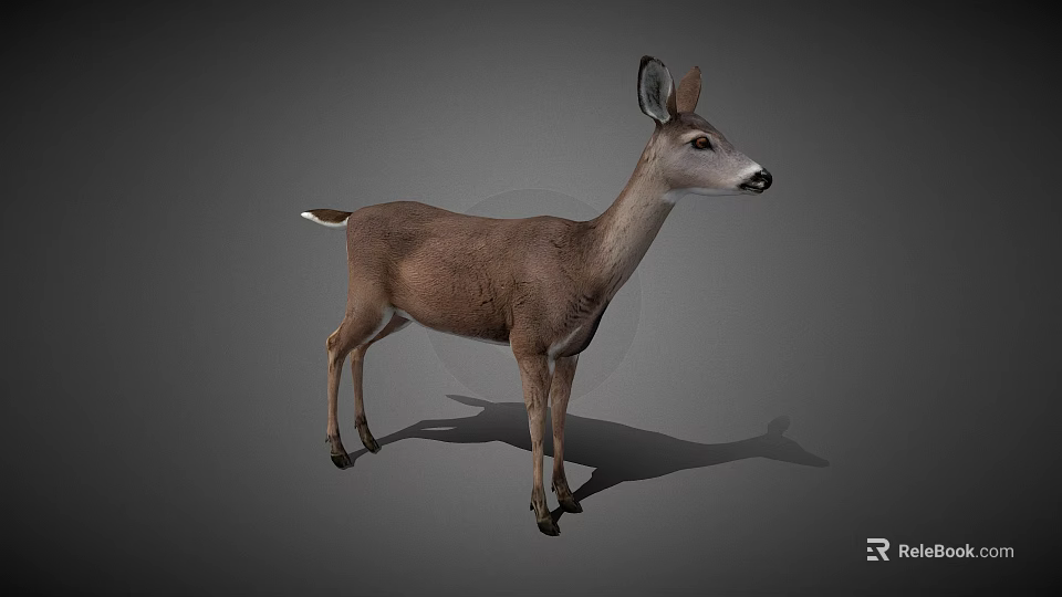 Realistic 3D Deer Model in Standing Pose With Detailed Features And Gray Background 3d model 