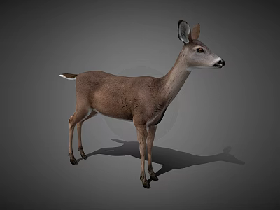 Realistic 3D Deer Model in Standing Pose With Detailed Features And Gray Background 3d model