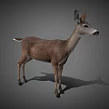 Realistic 3D Deer Model in Standing Pose With Detailed Features And Gray Background 3d model